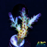 ARC Joe Cool Acro