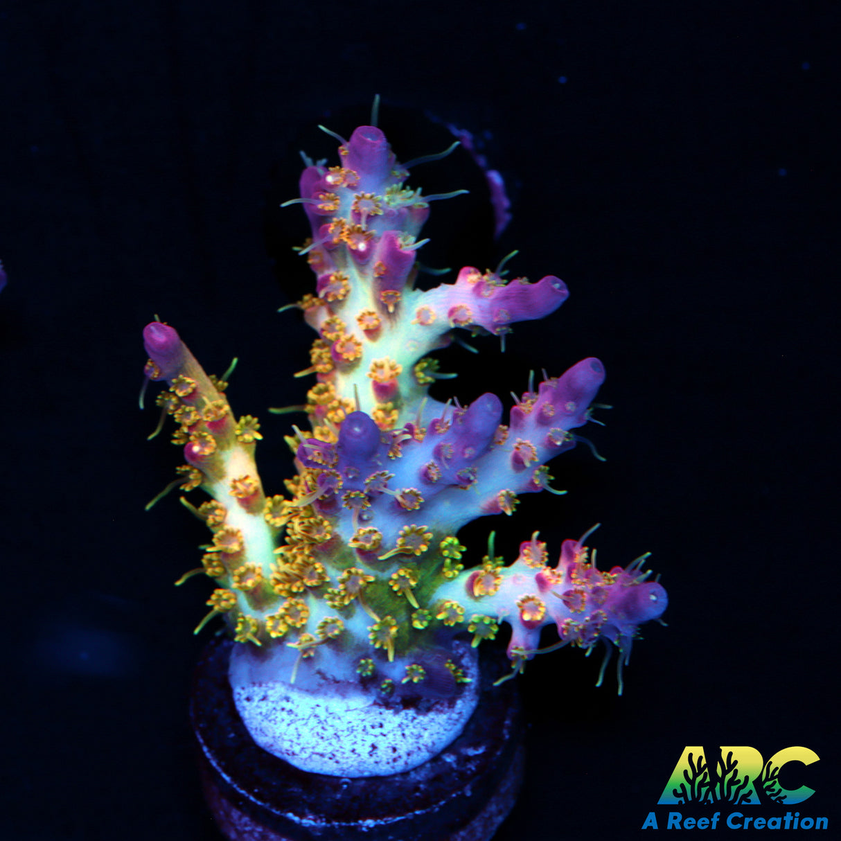 Vivid Confetti Acro