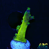 ARC Bullfrogs Acro