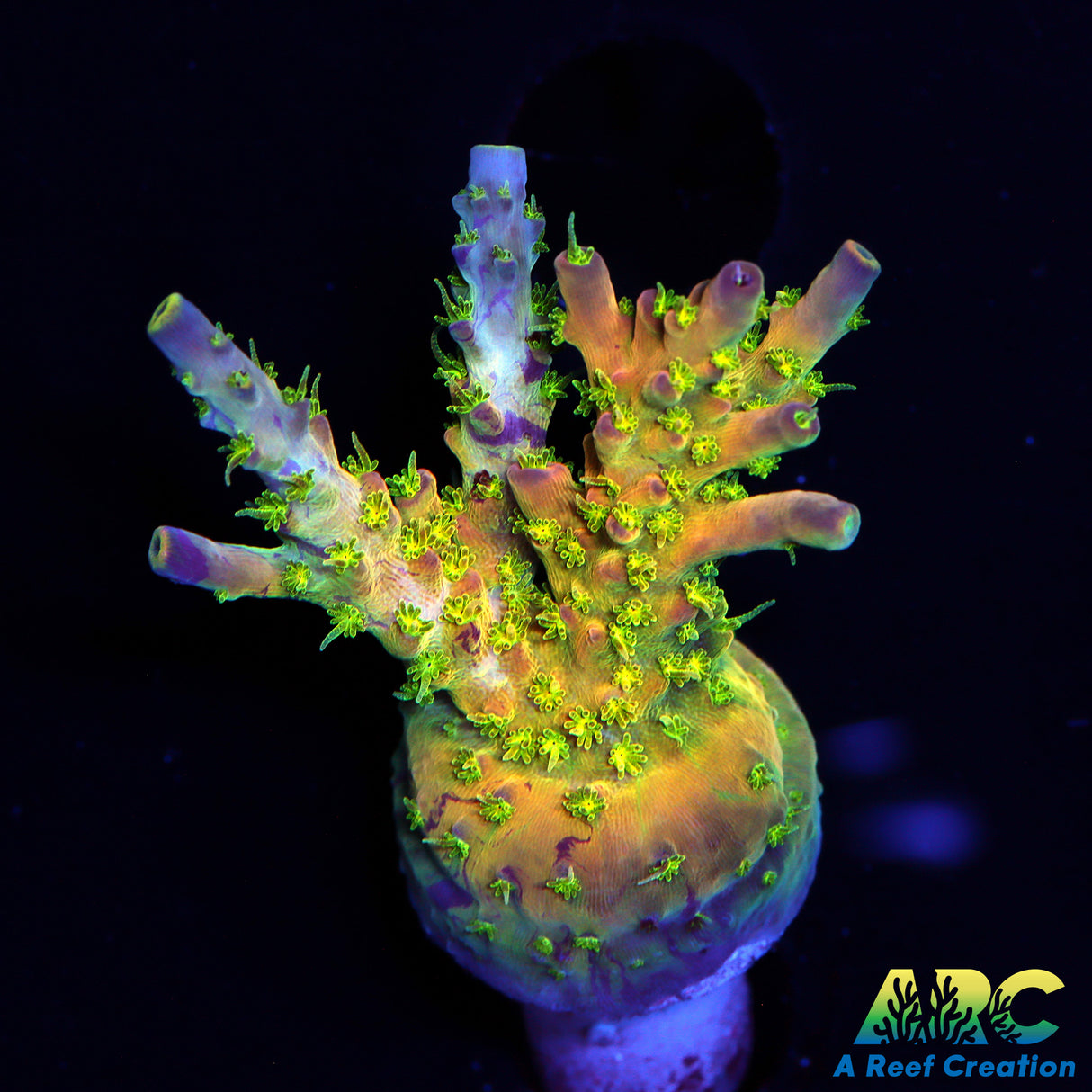 TCK Grafted Kaleidoscope Acro