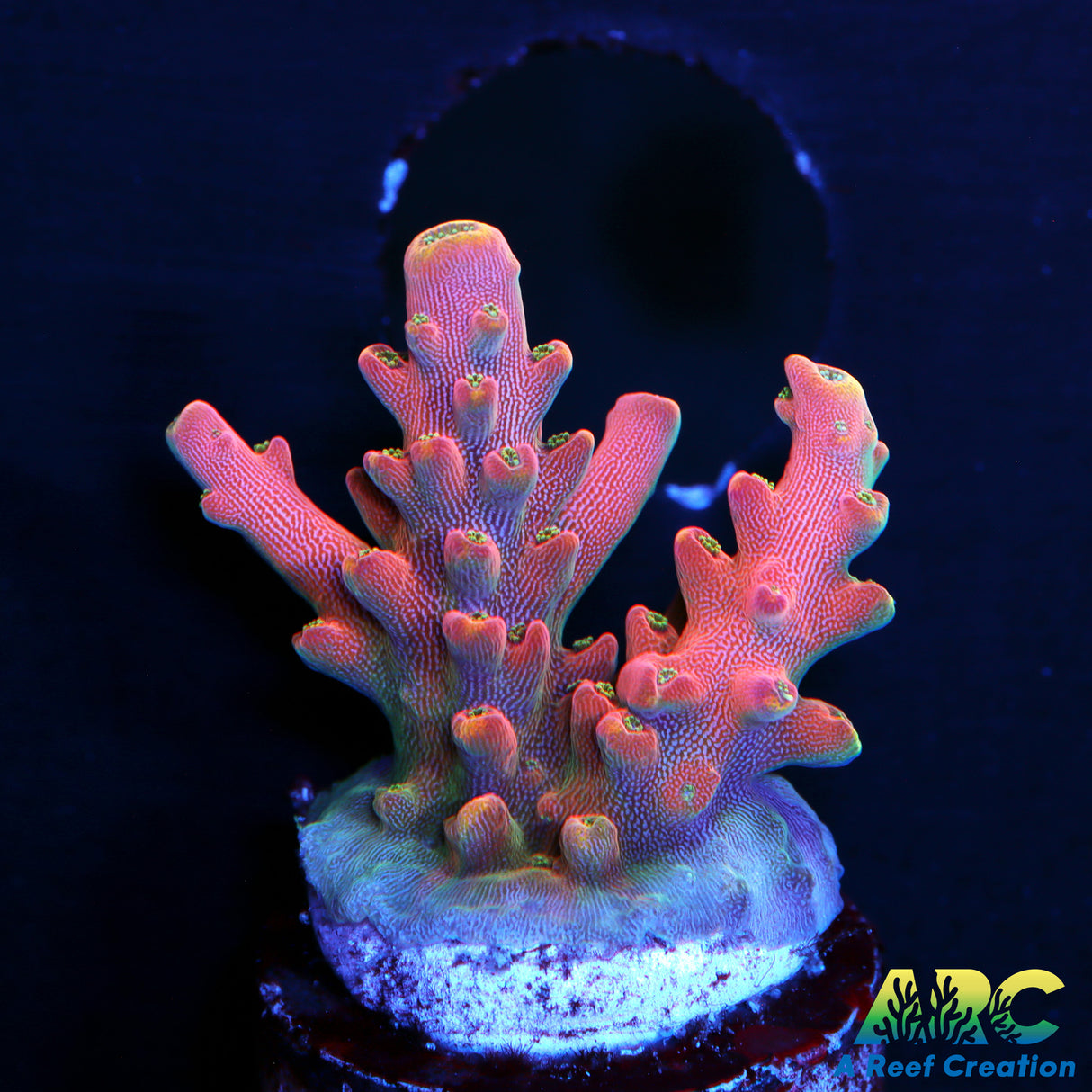 WWC Forgemaster Acro