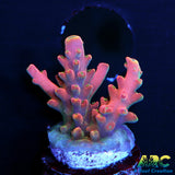 WWC Forgemaster Acro