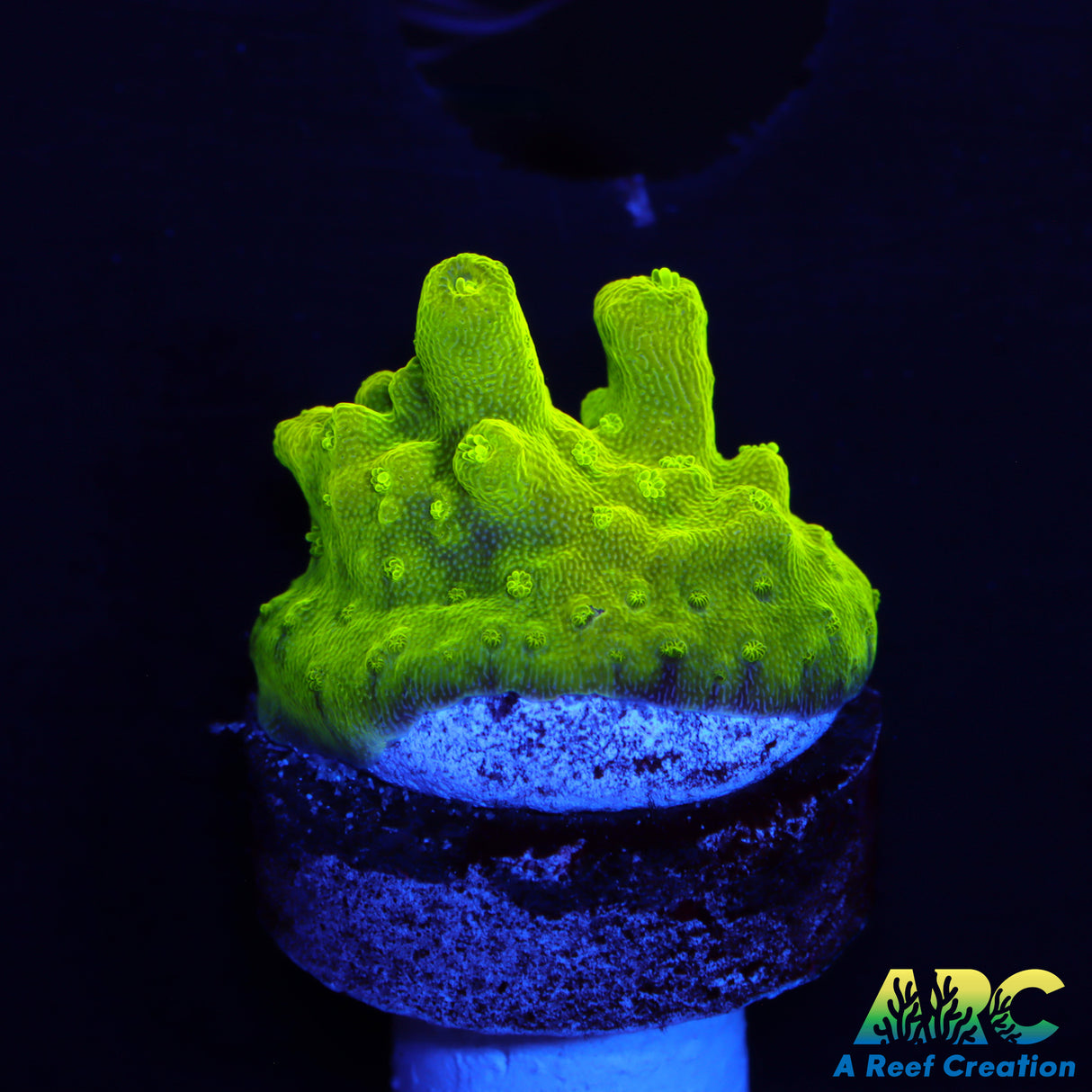 ARC RandyO's Humilus