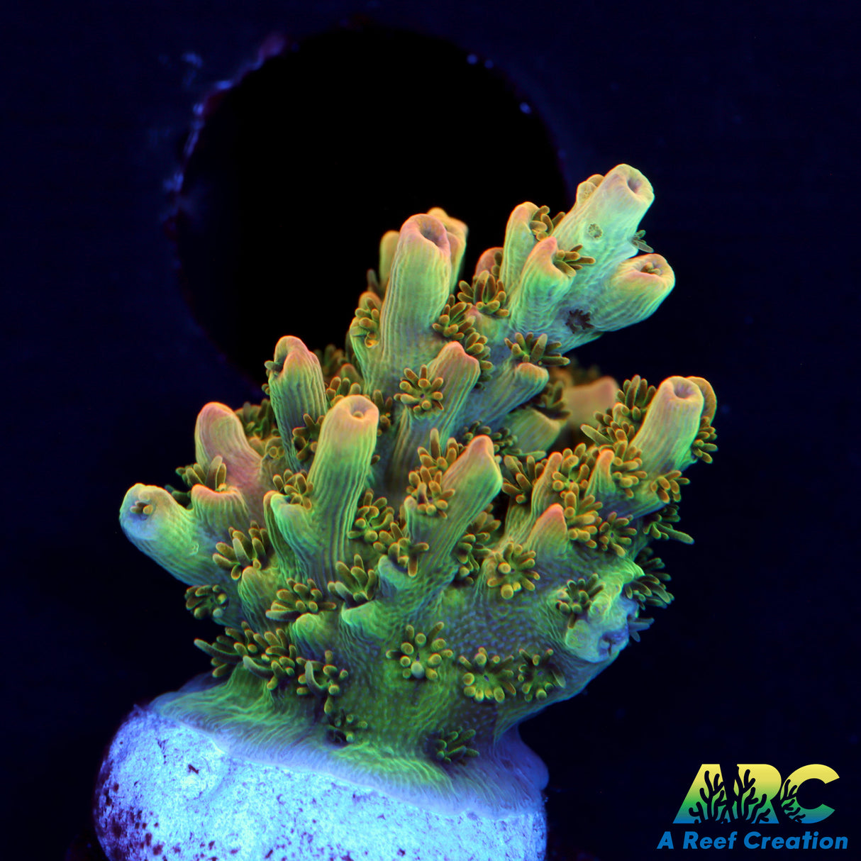 ARC Peach Giant