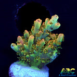 ARC Peach Giant