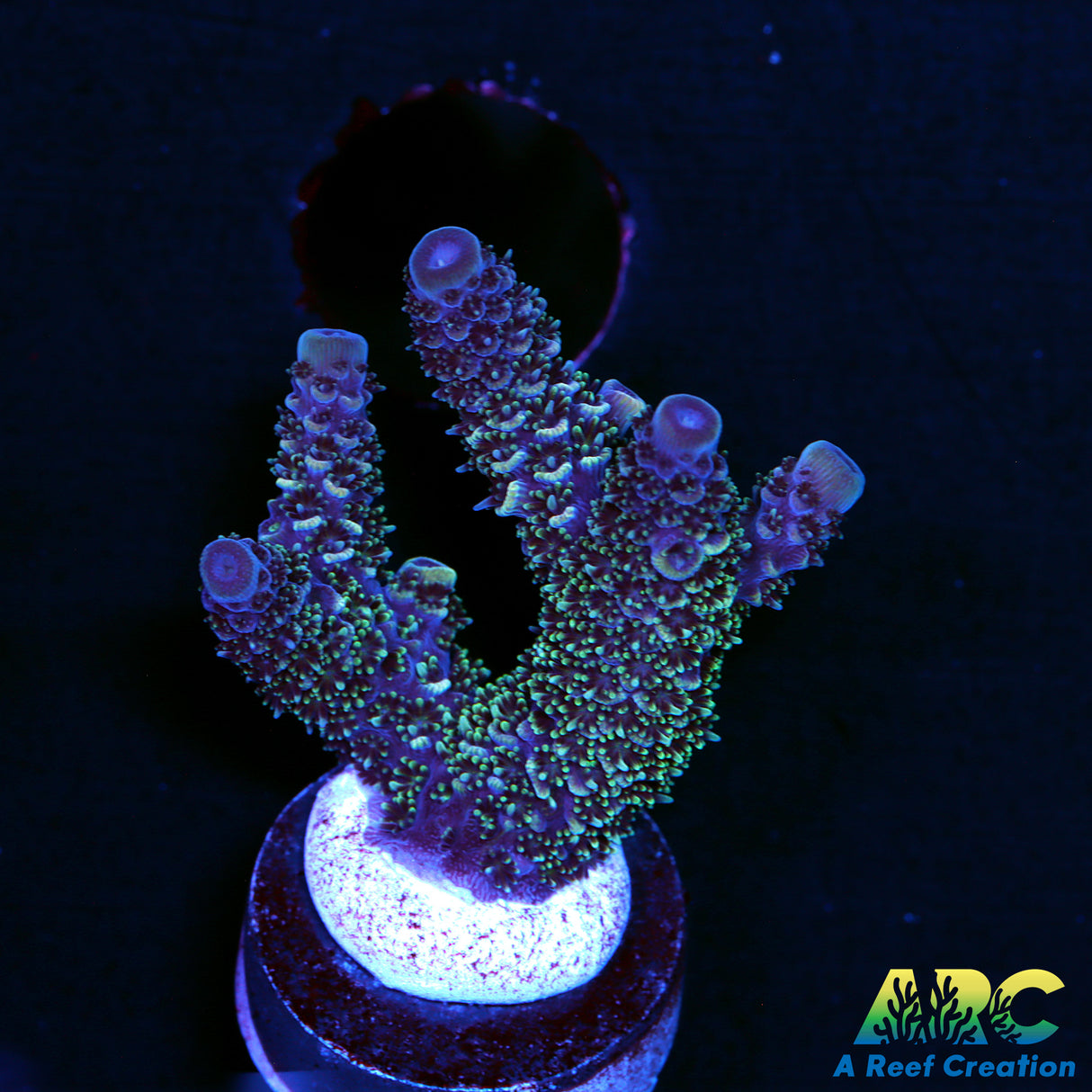 ARC Blue and Green Spath