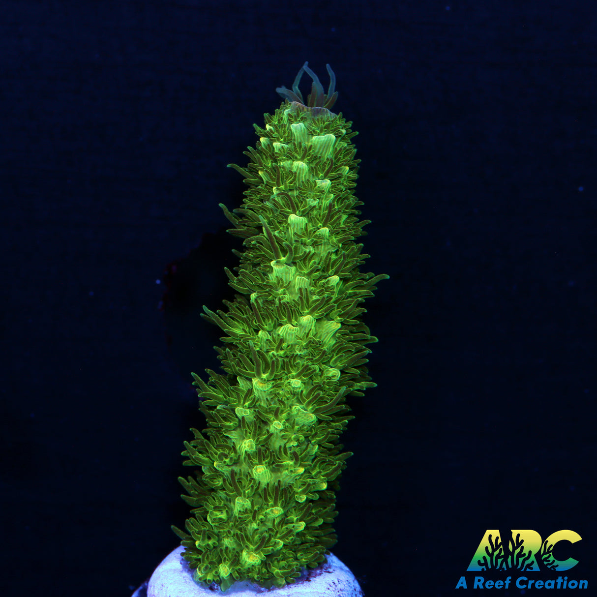 Sanjays Blue Abrolhosensis