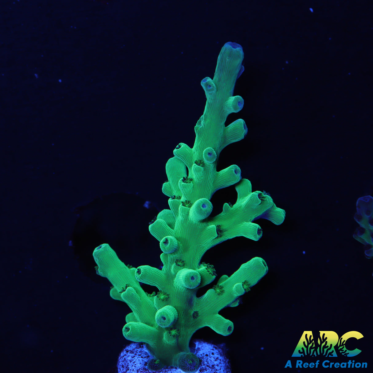 ARC Teal Navini