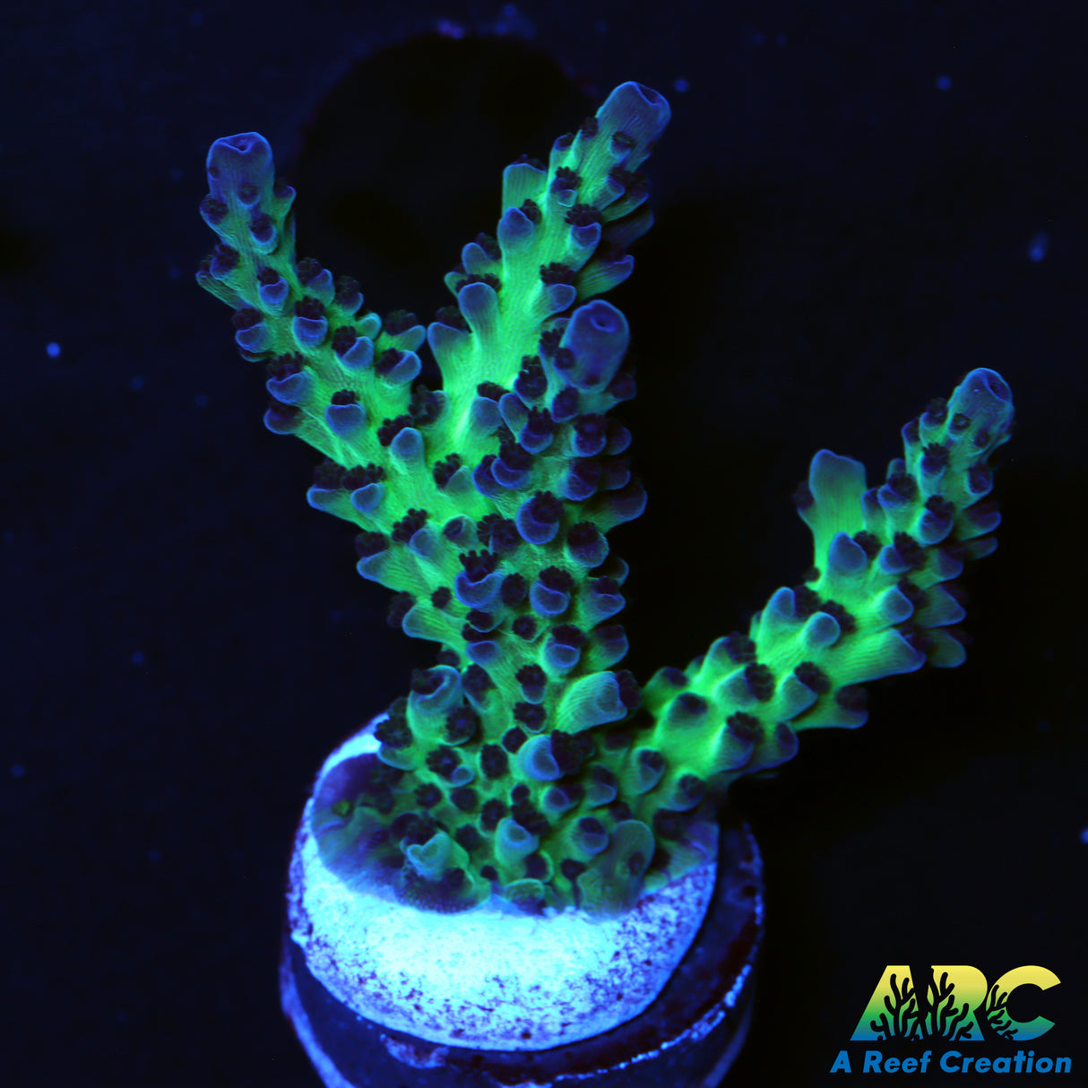 ARC Northern Lights
