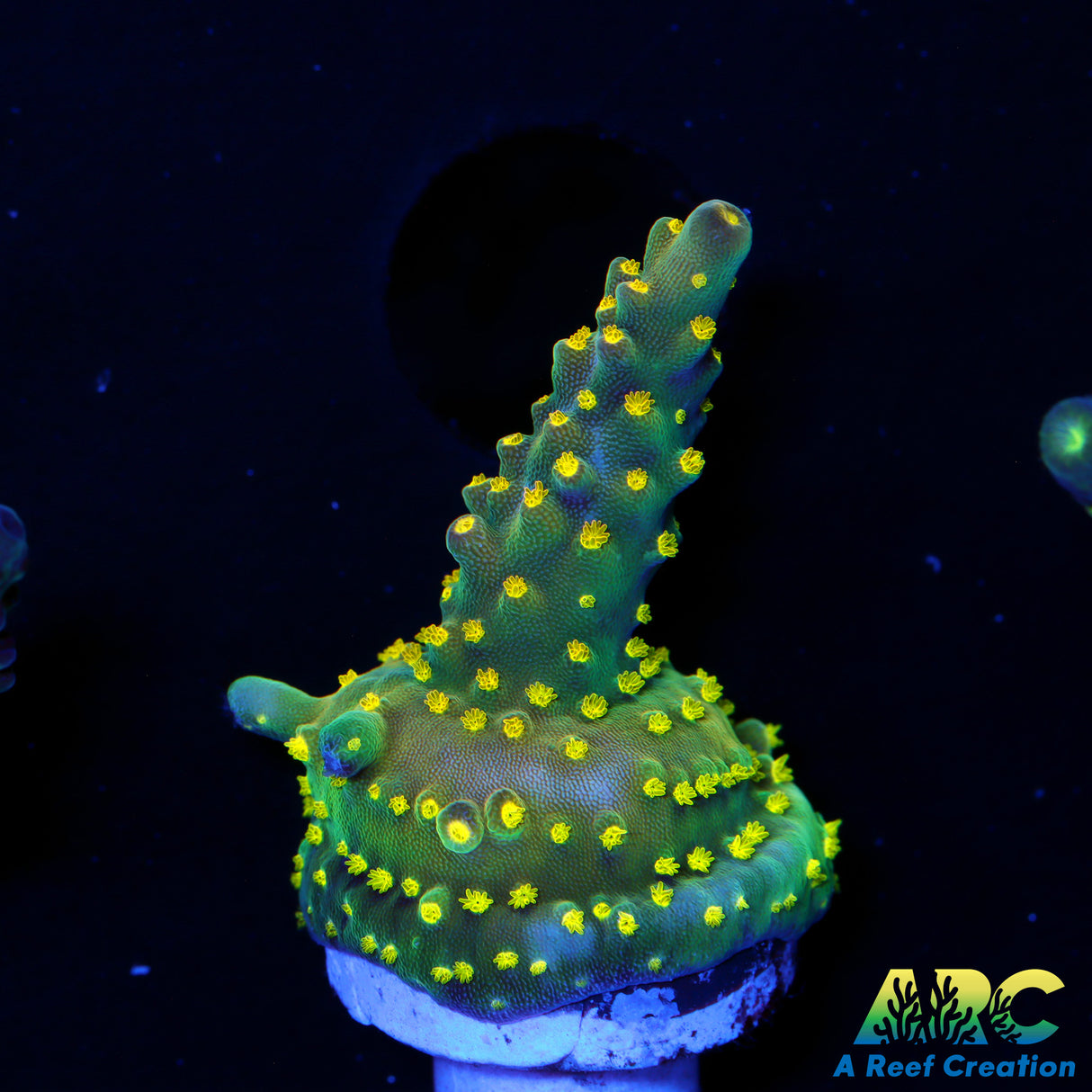 ARC Bonsai
