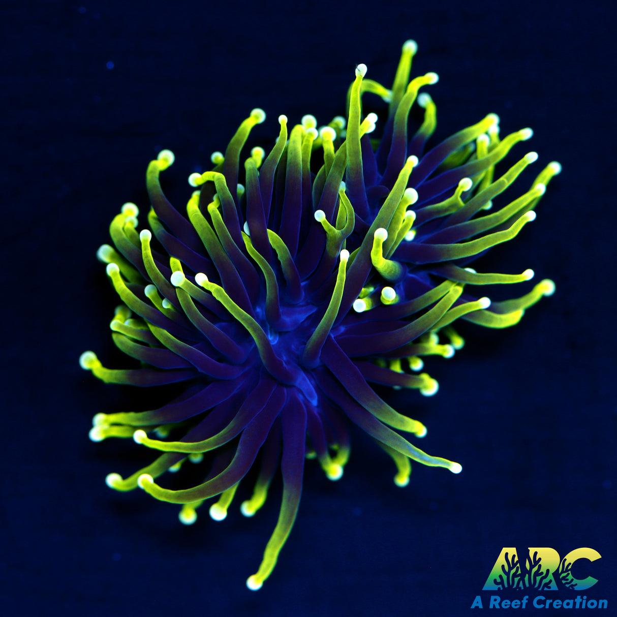ARC Shock Tart Torch