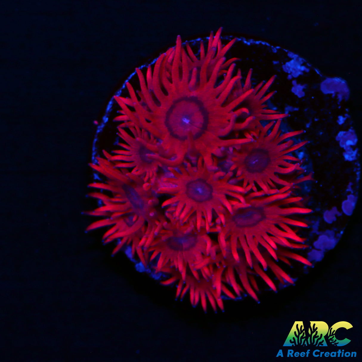 ARC Really Red Goni