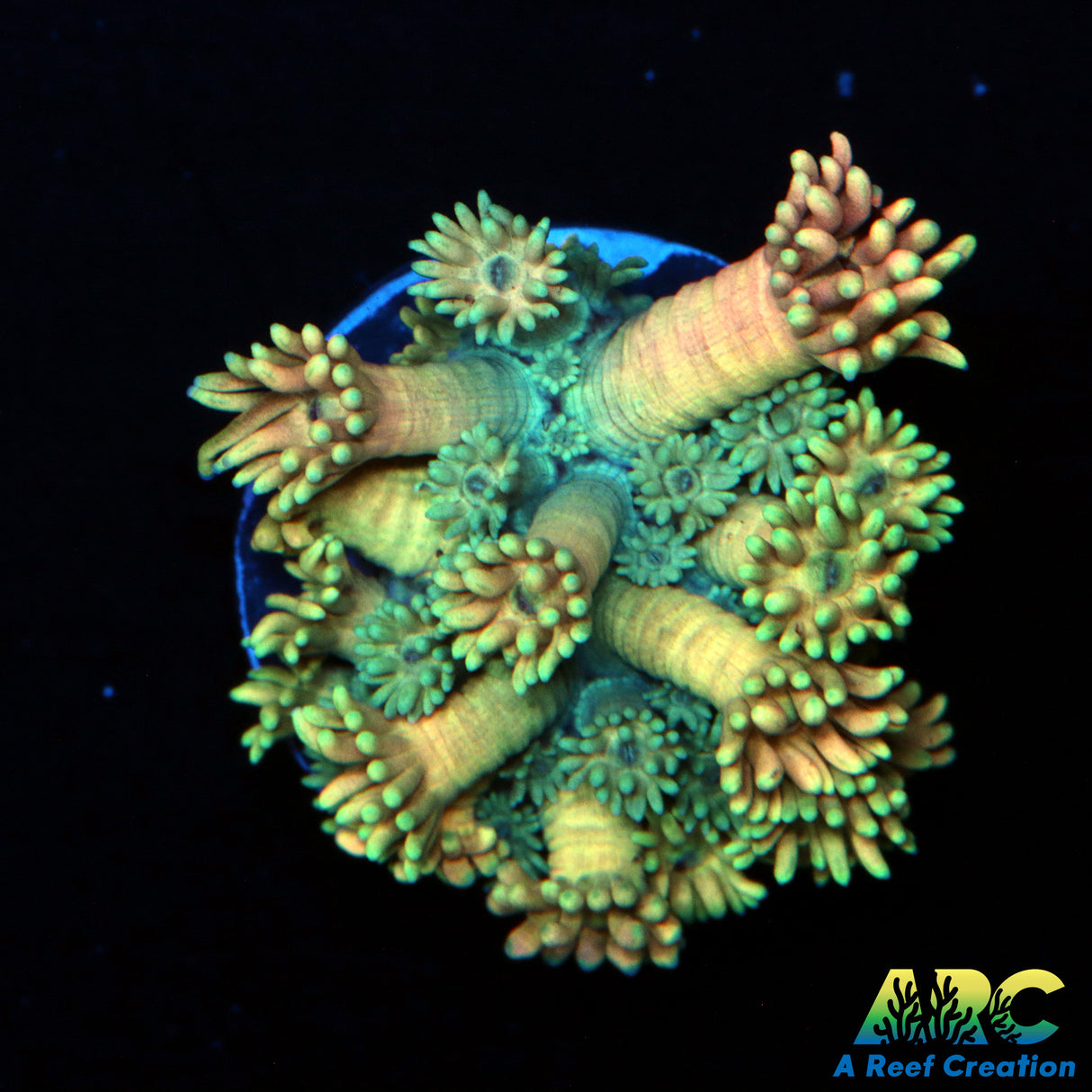 ARC Watermelon Goni