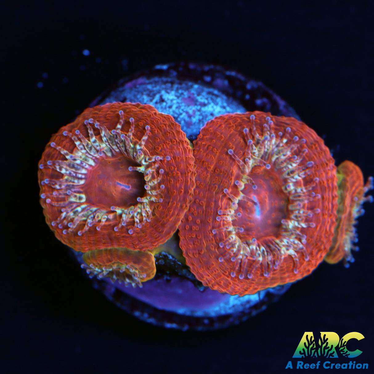 ARC Blood Orange Acan