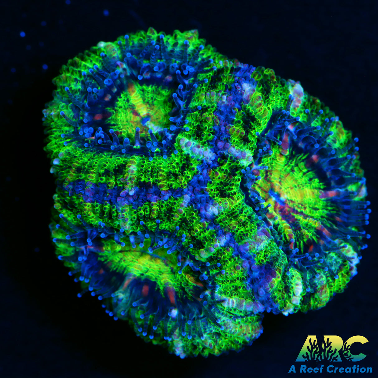 ARC Double Green Acan