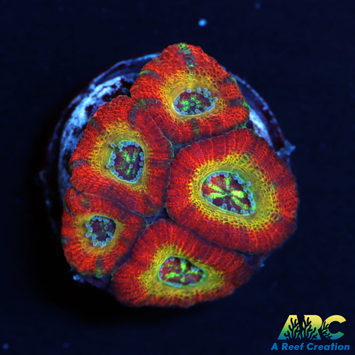 WWC Ruby Red Micromussa