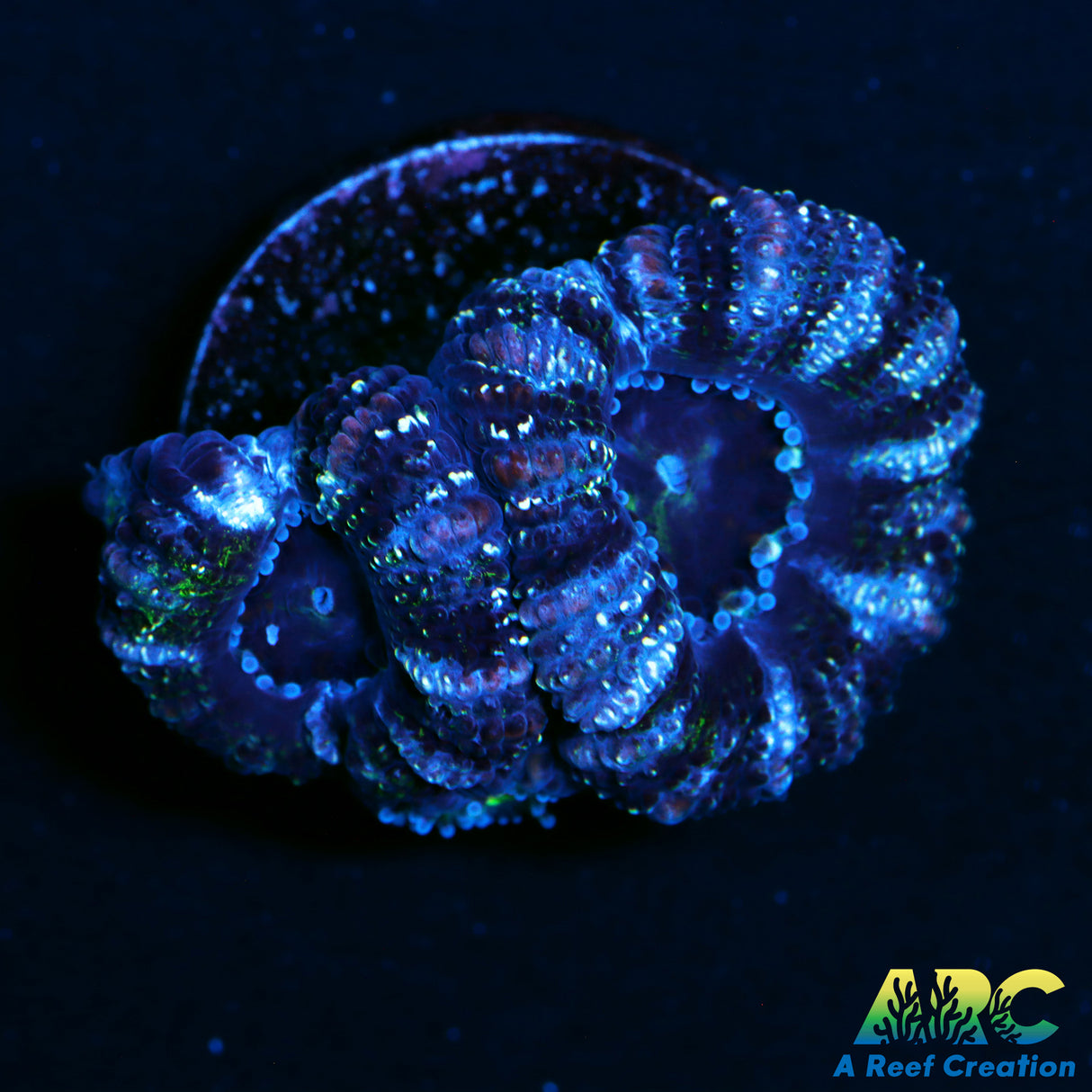 Goldflake Acan