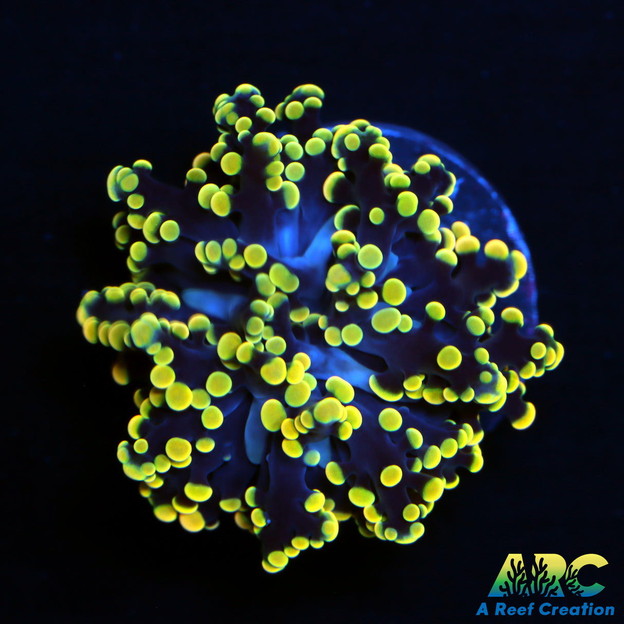 Golden Frogspawn