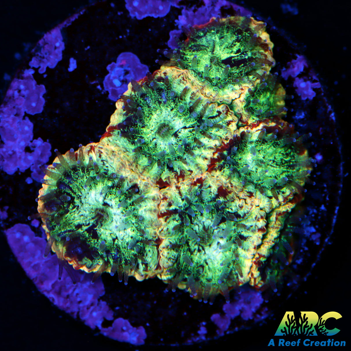 Tie Dye Favia