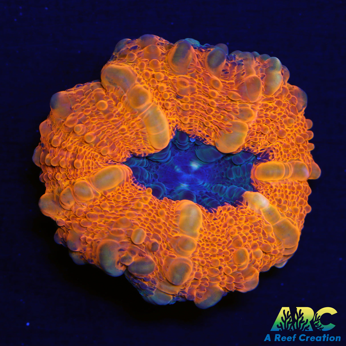 Tank Spawned Lobophyllia
