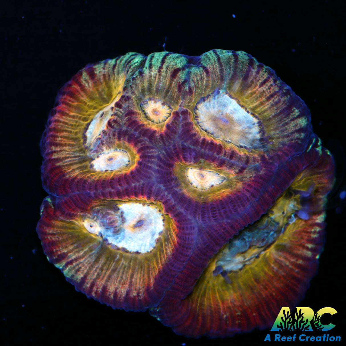 UC Regal Goniastrea