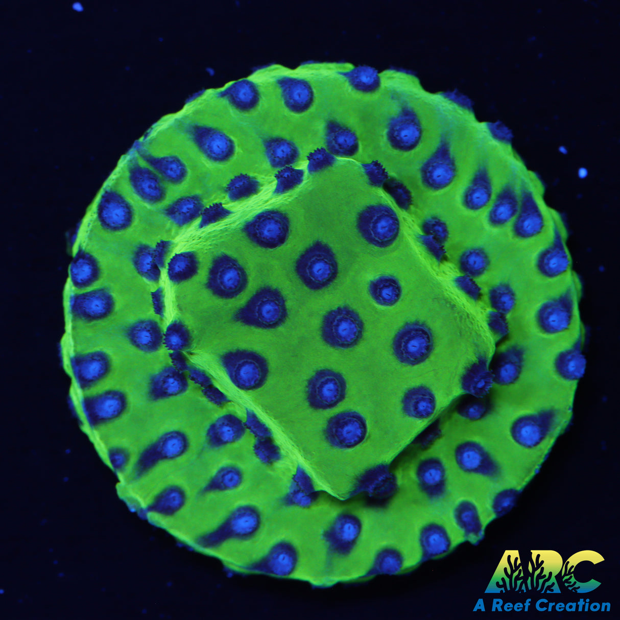 JF PPE Cyphastrea