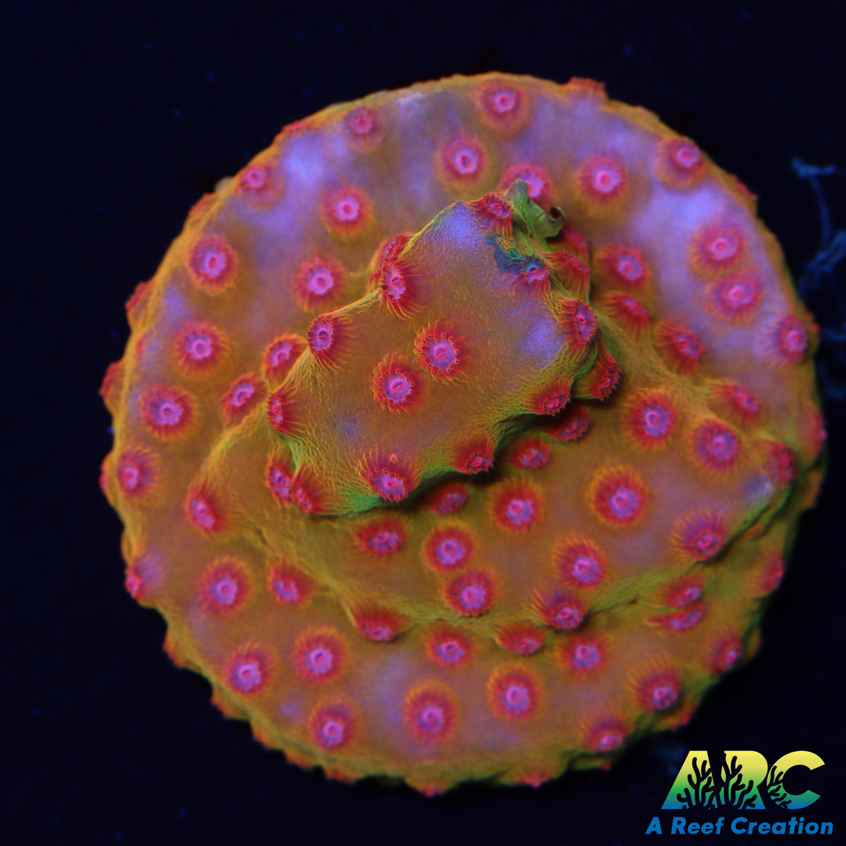 Defcon Cyphastrea