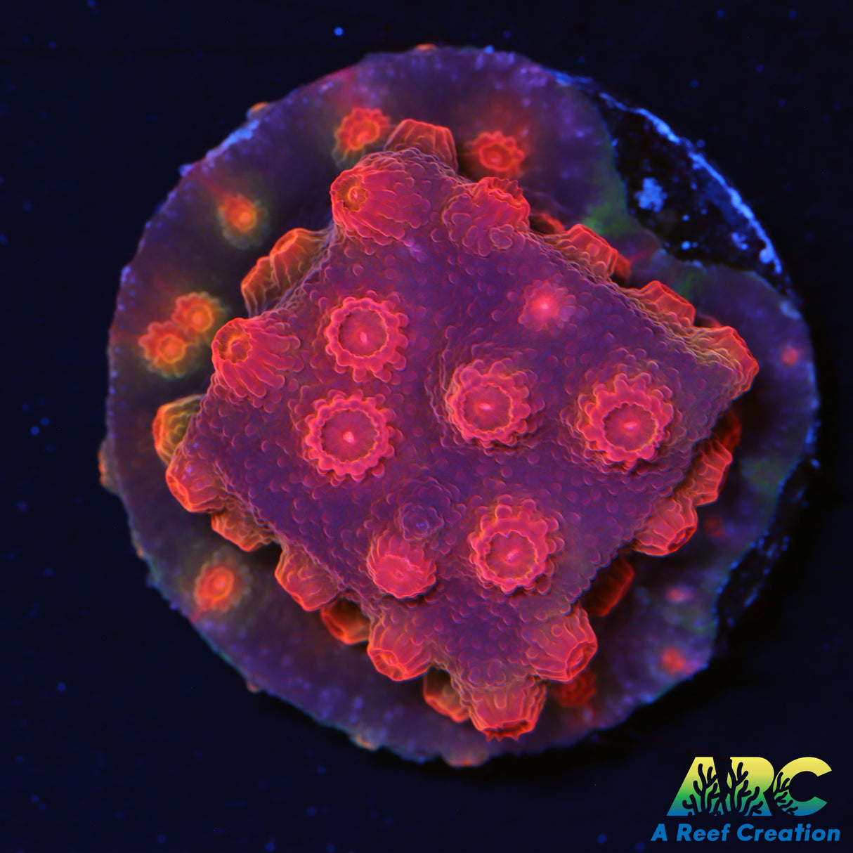 Red Brick Cyphastrea