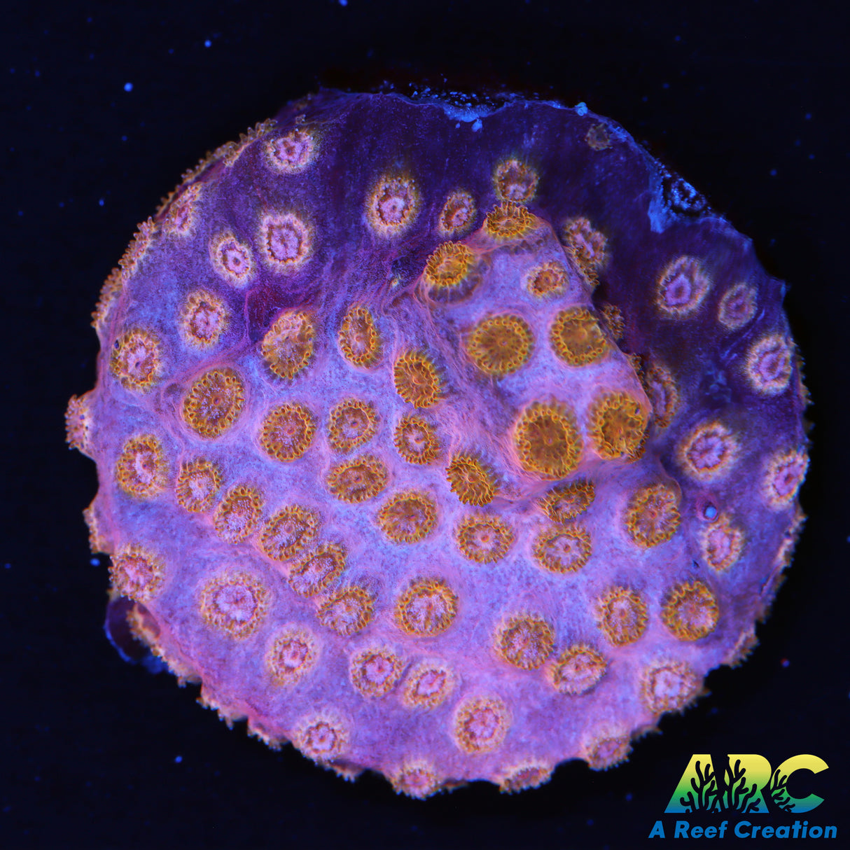 Copper Cyphastrea