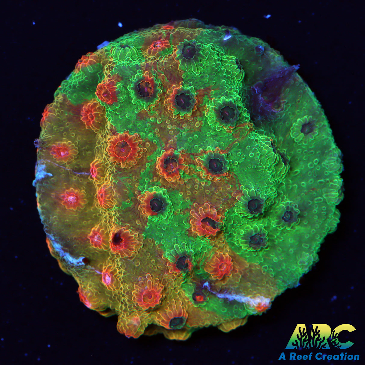WWC Tutti Frutti Cyphastrea