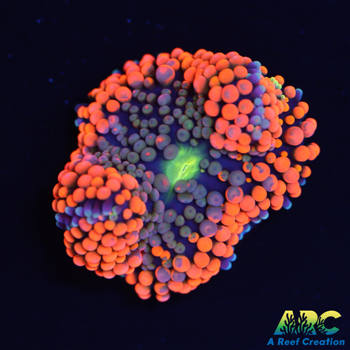 Awesome Ricordea Mushroom