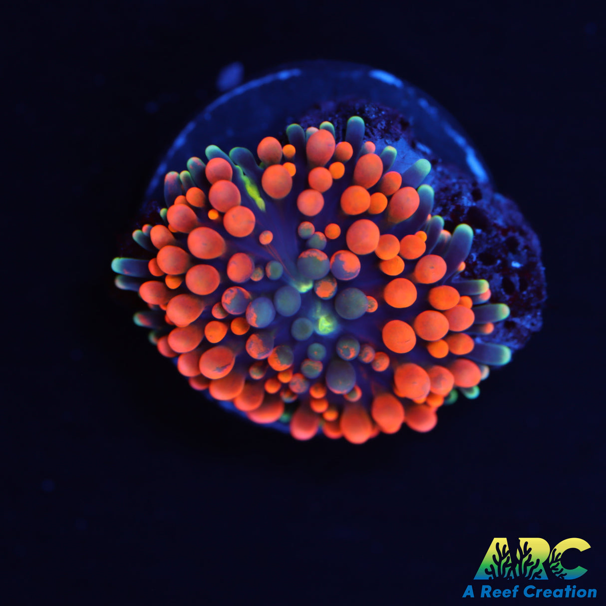 Orange Ricordea Mushroom