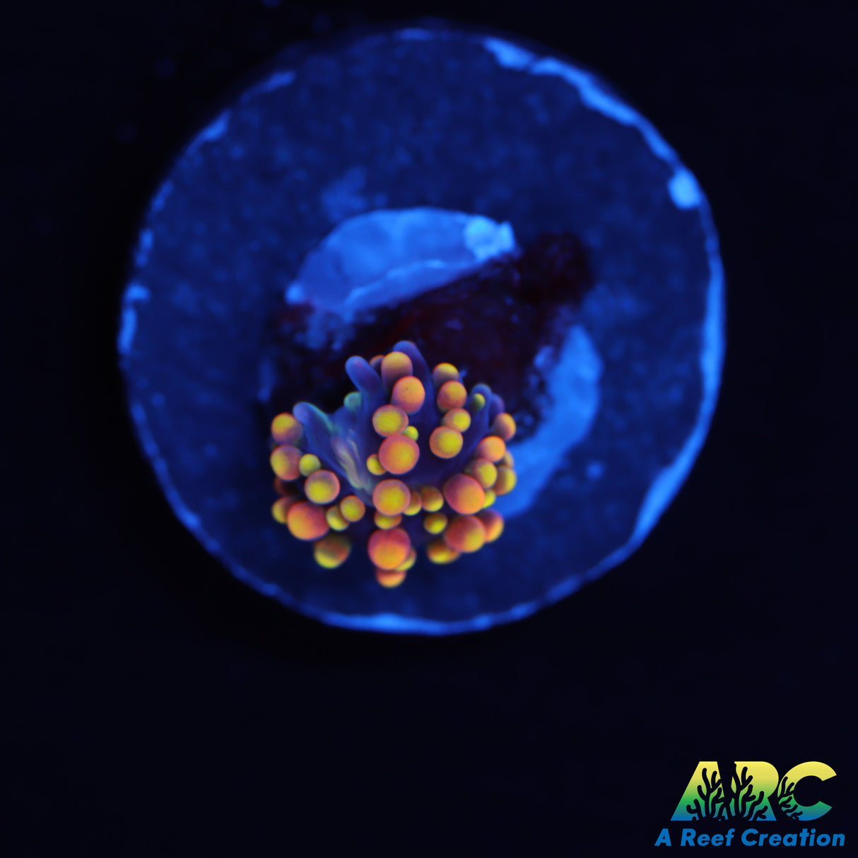 Tiny Rainbow Ricordea Mushroom
