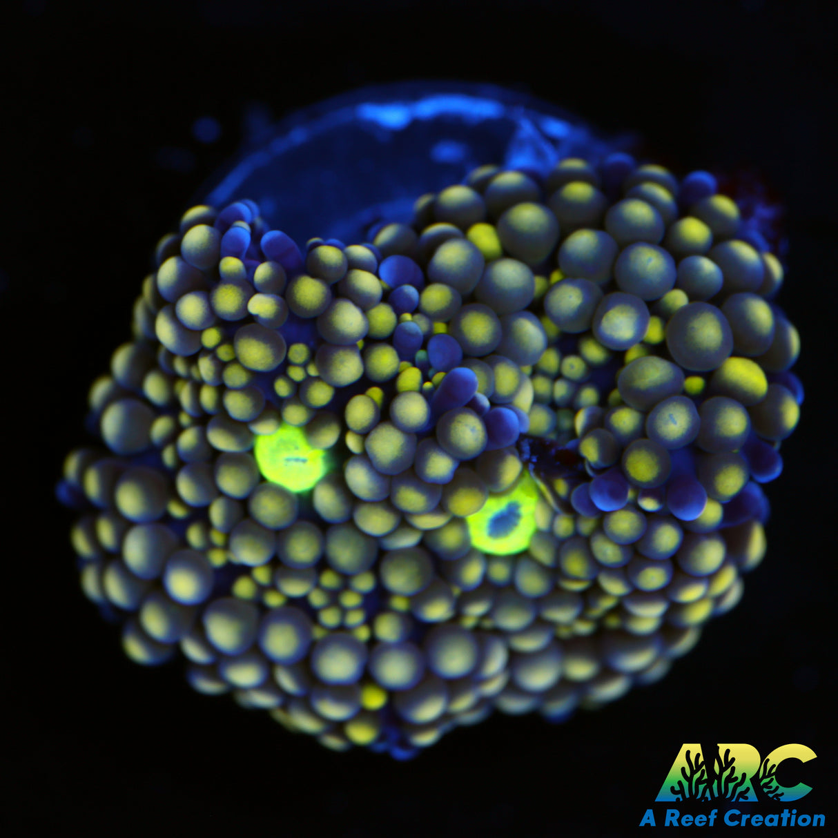 Lemon Lime Ricordea Mushroom