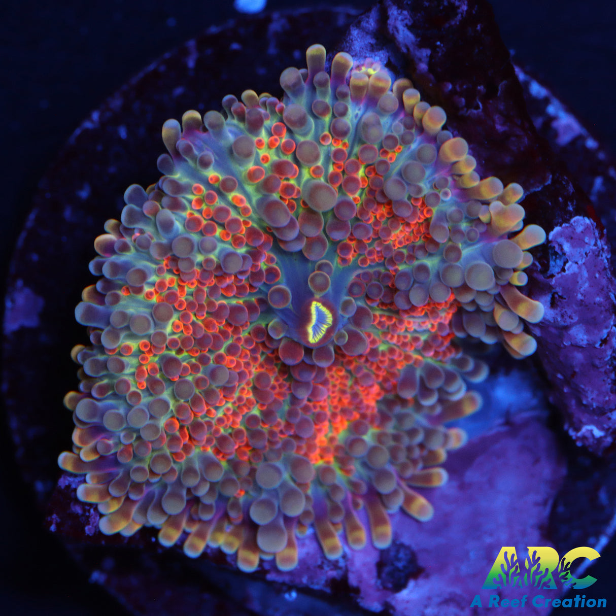 Rainbow Yuma Mushroom