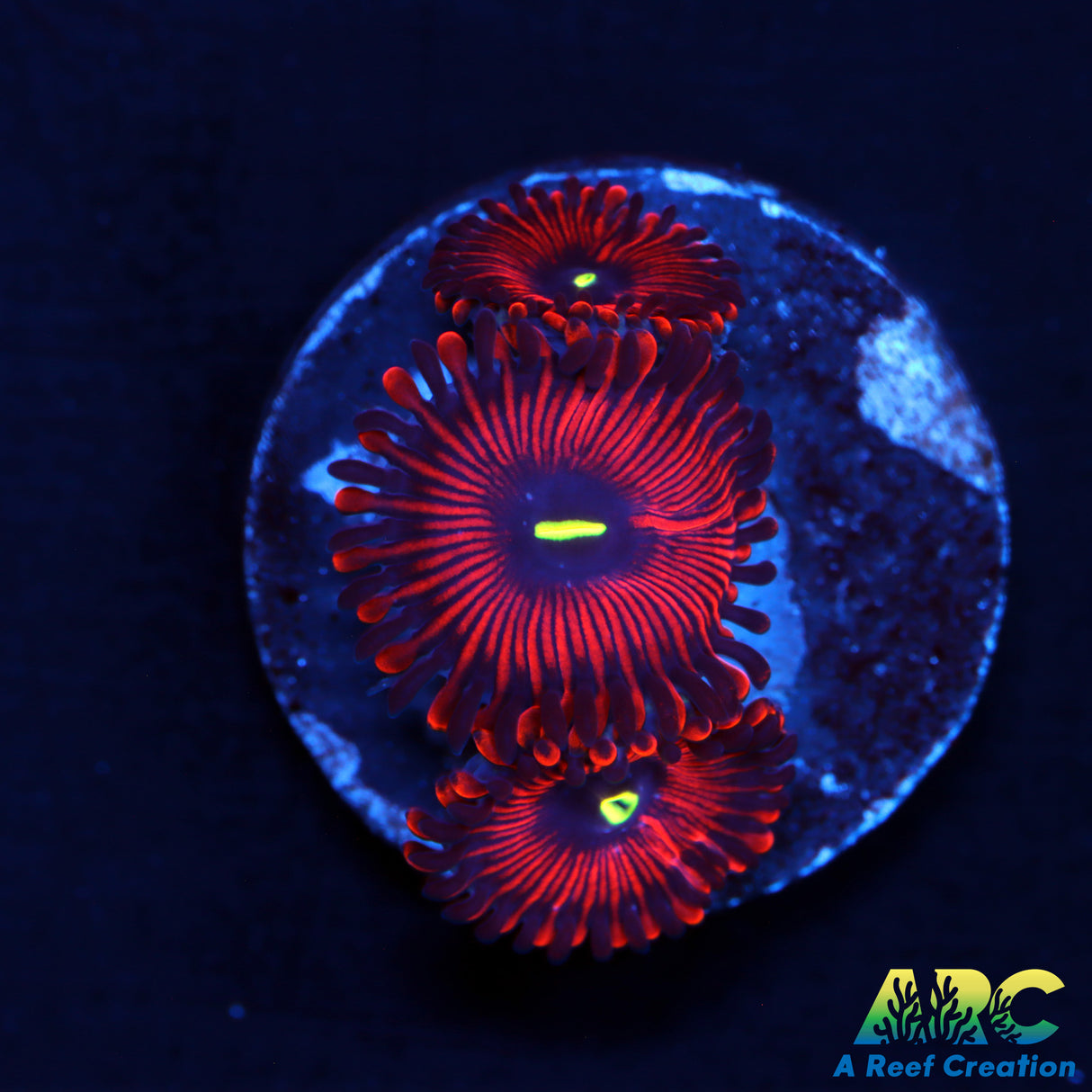 Red People Eater Zoa