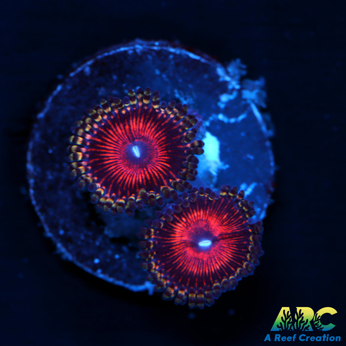 AOG Type Zoa