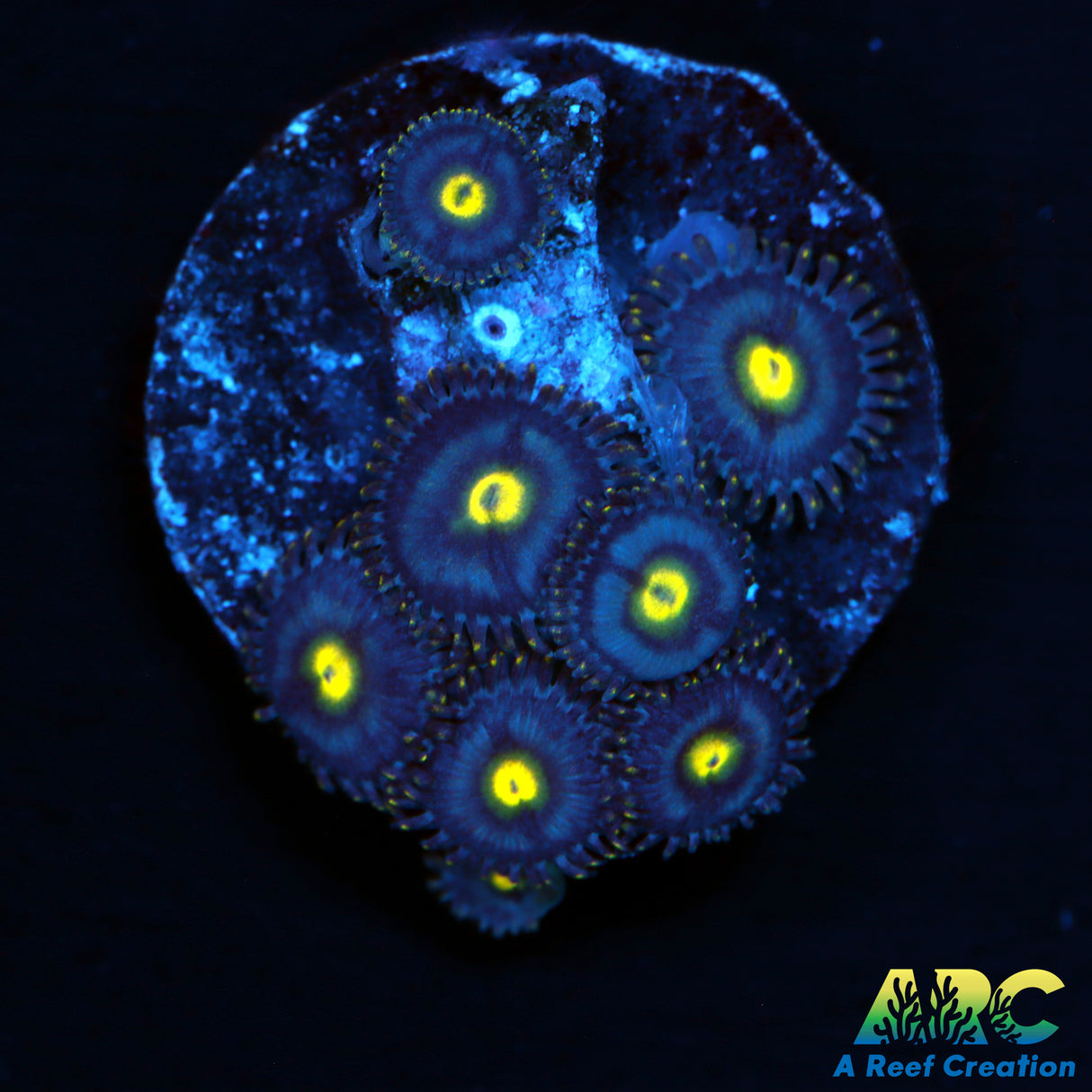 Blue Dream Zoa