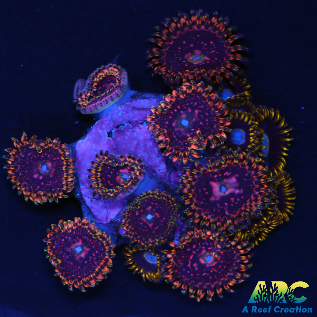 Space Chaos Zoa