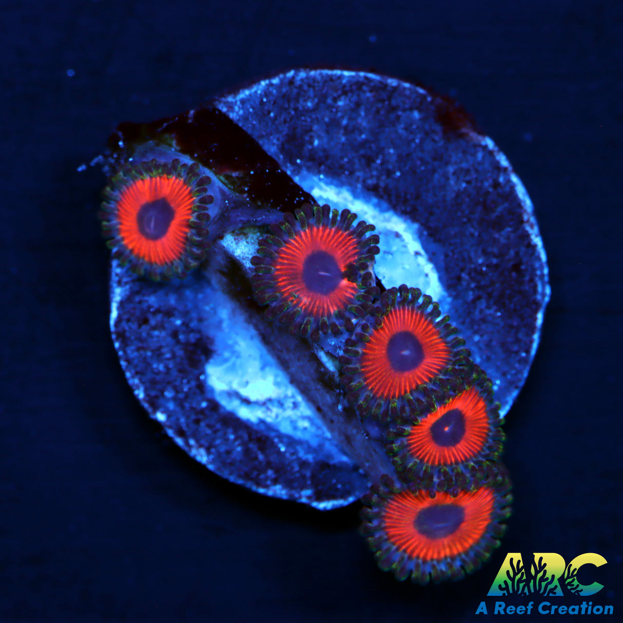 Watermelon Zoas