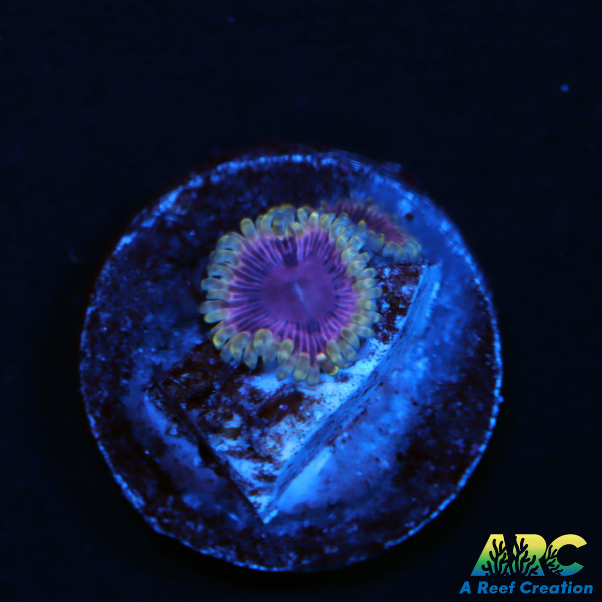 Comming Soon Zoa