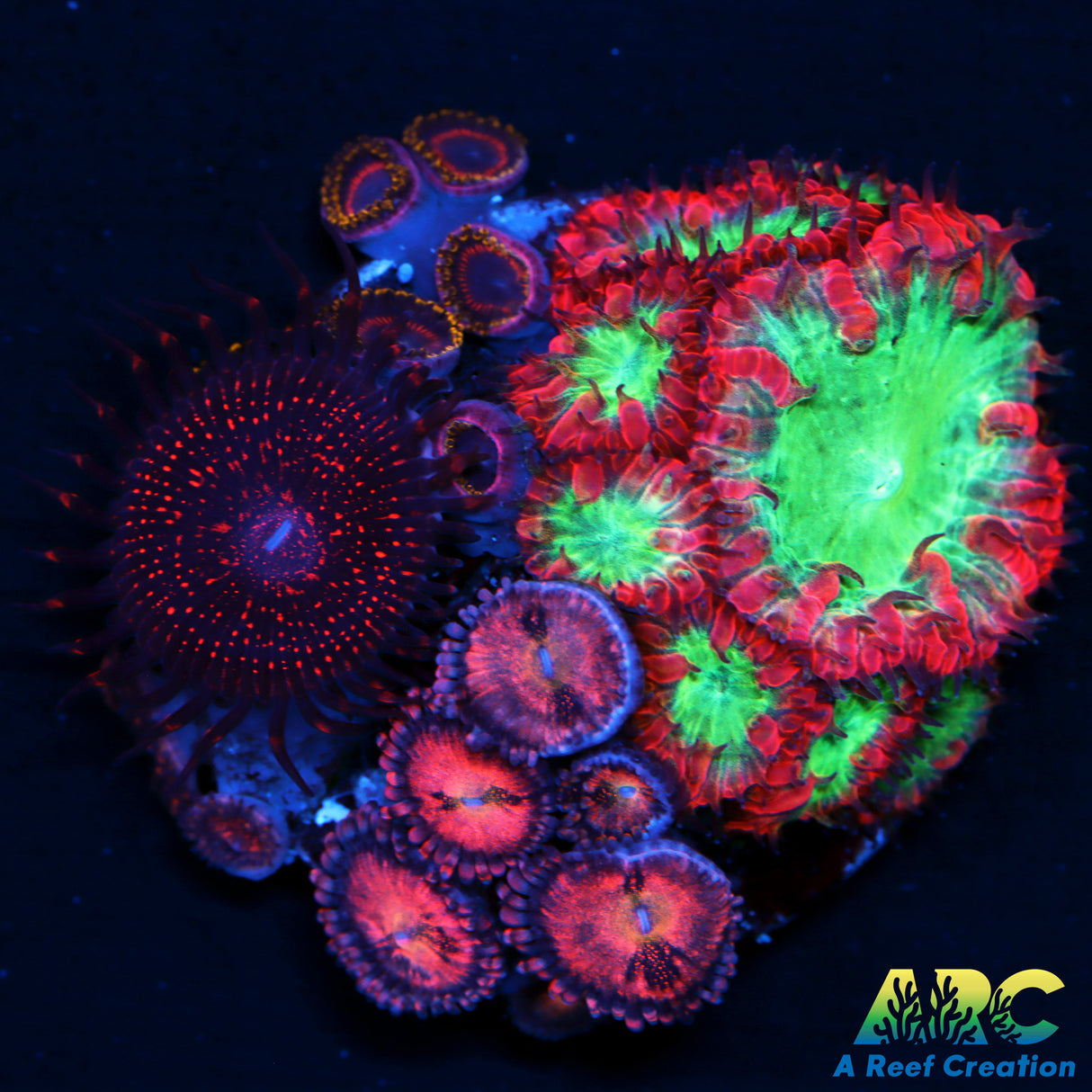 Zoa Blasto Combo
