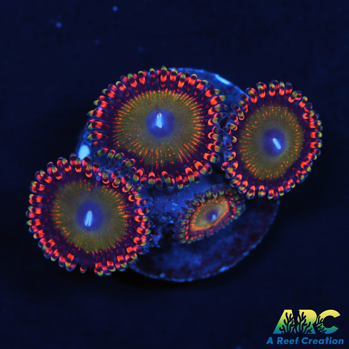 Candy Apple Orange Zoas