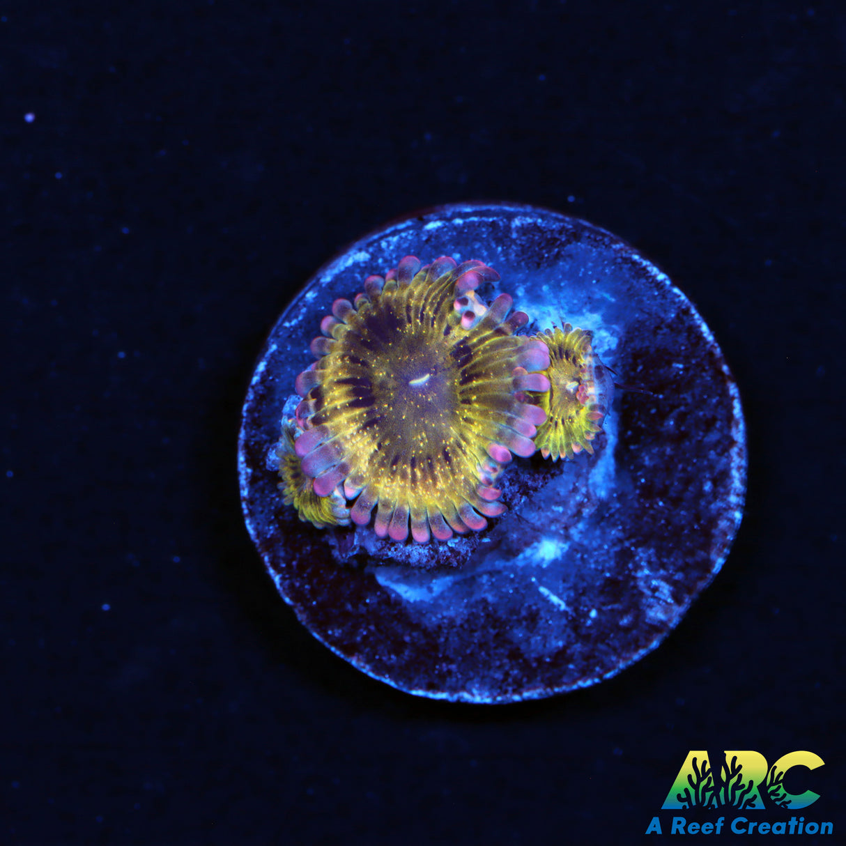 ARC Stratocasters Zoas