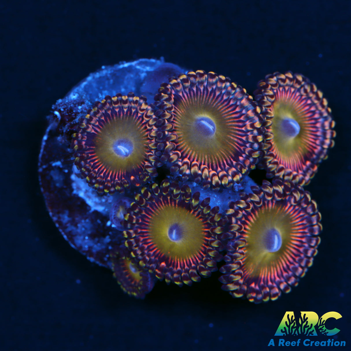 ASD Hyper Jubilee Paly