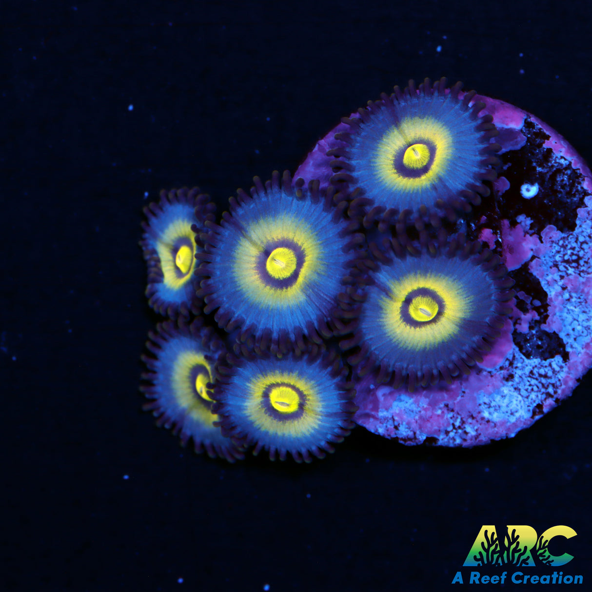 UC Outcasts Zoas