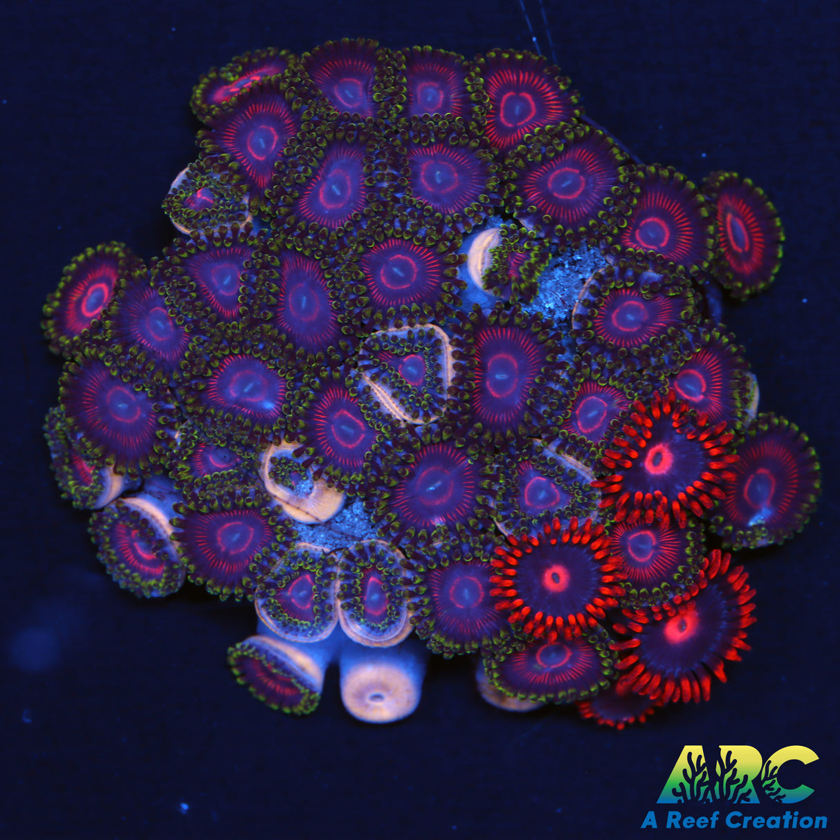 WWC Mini Me's Zoa Combo