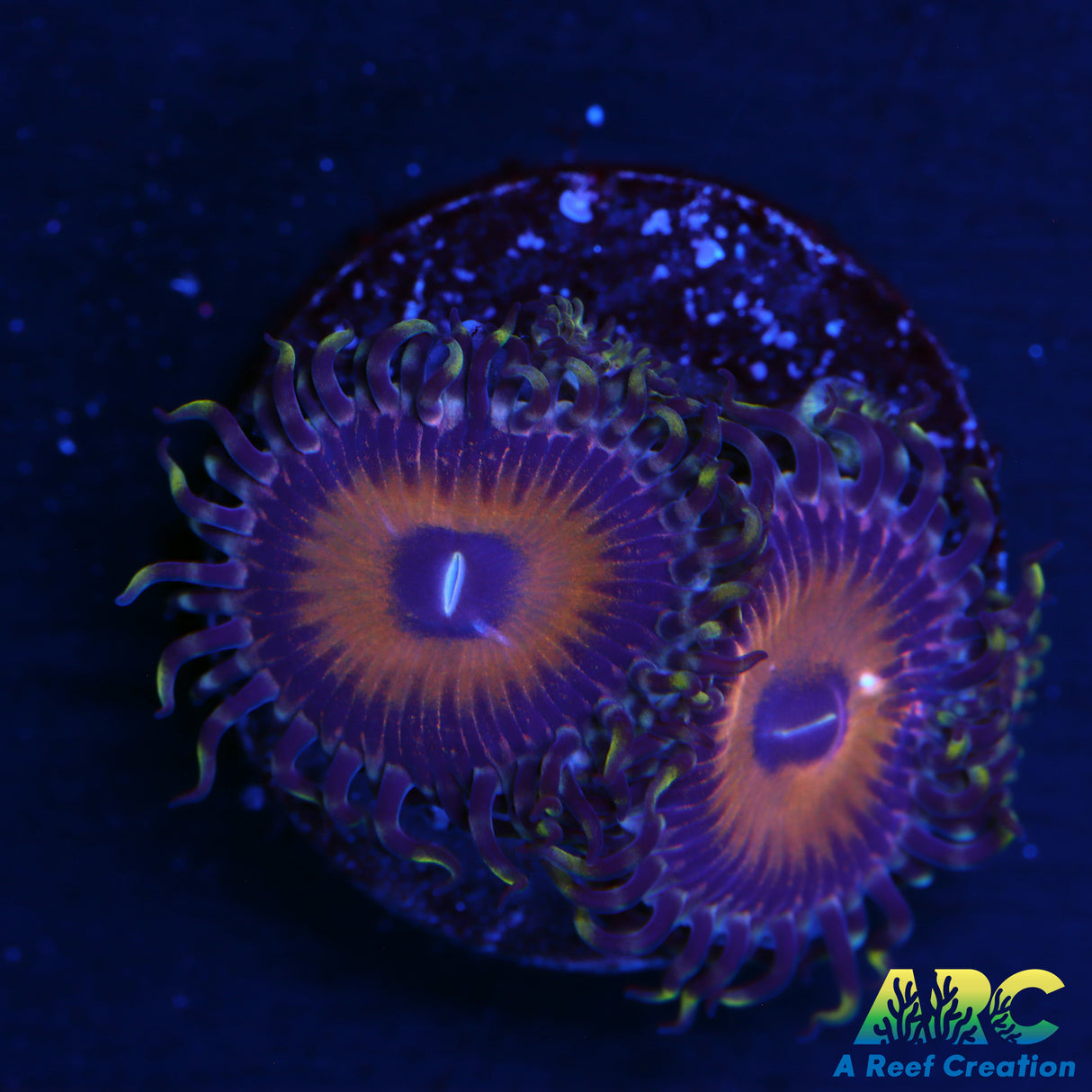 not sure name Zoa