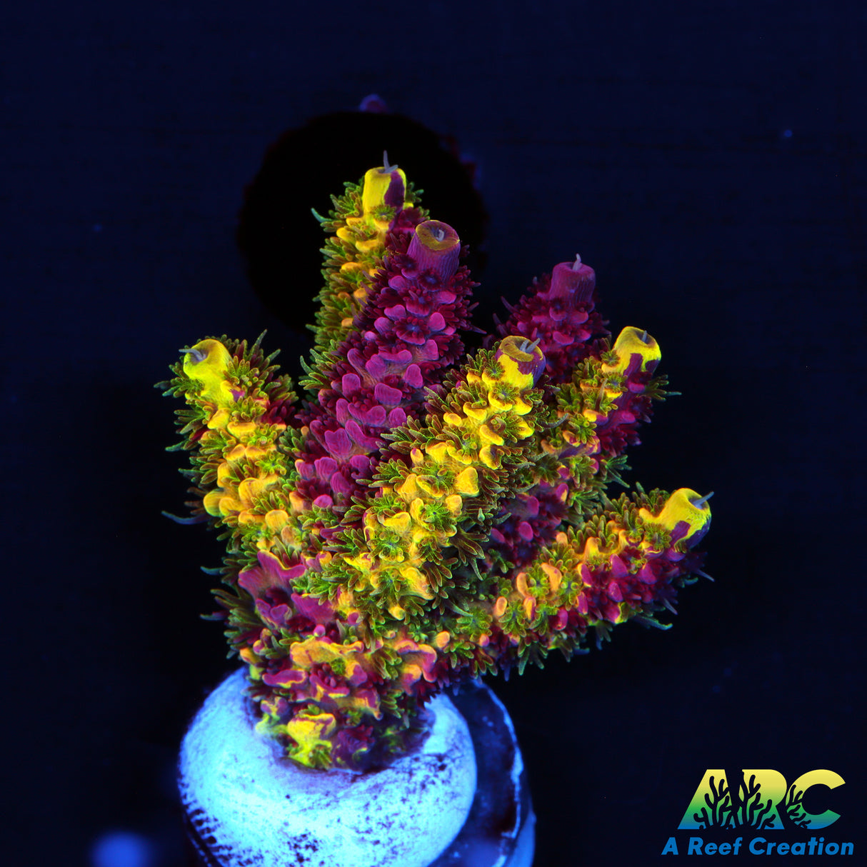 Show Size RRC Rainbow Splice Chunk