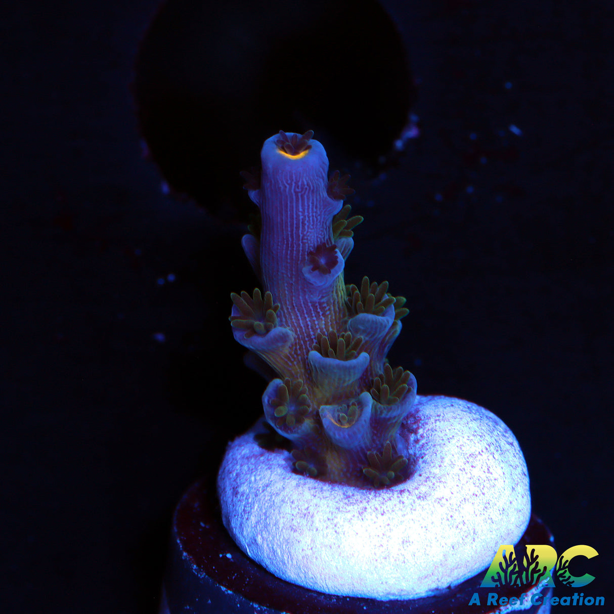 JF Blow Torch Acro